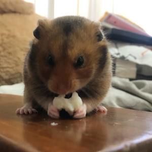 Meet your Posher, Abdiel